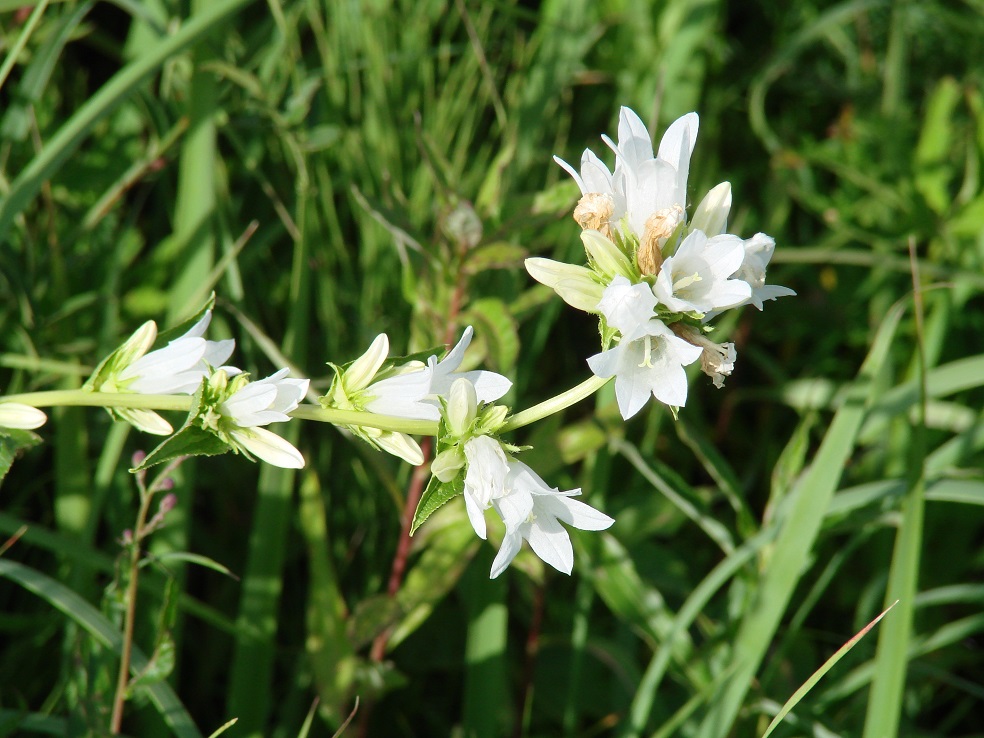 Image of Campanula glomerata specimen.