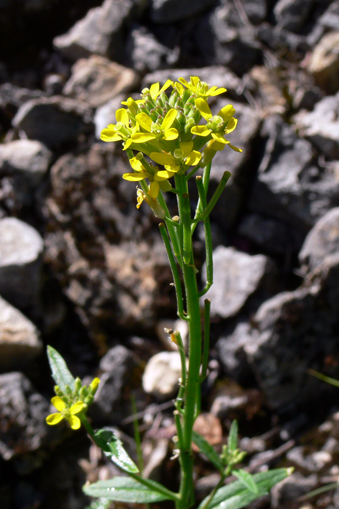 Image of Erysimum hieraciifolium specimen.