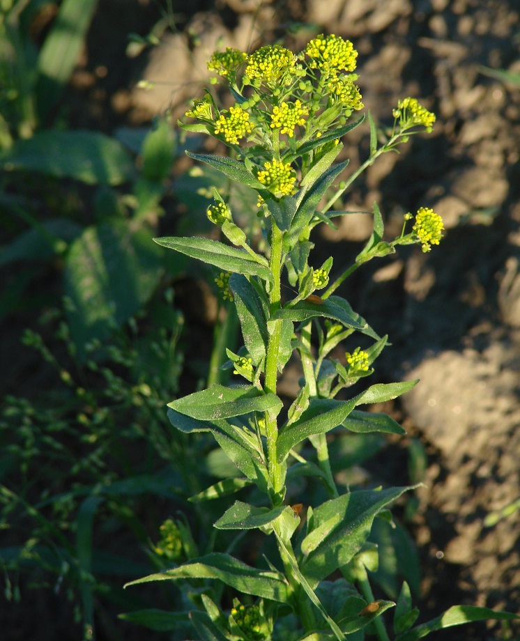 Изображение особи Neslia paniculata.