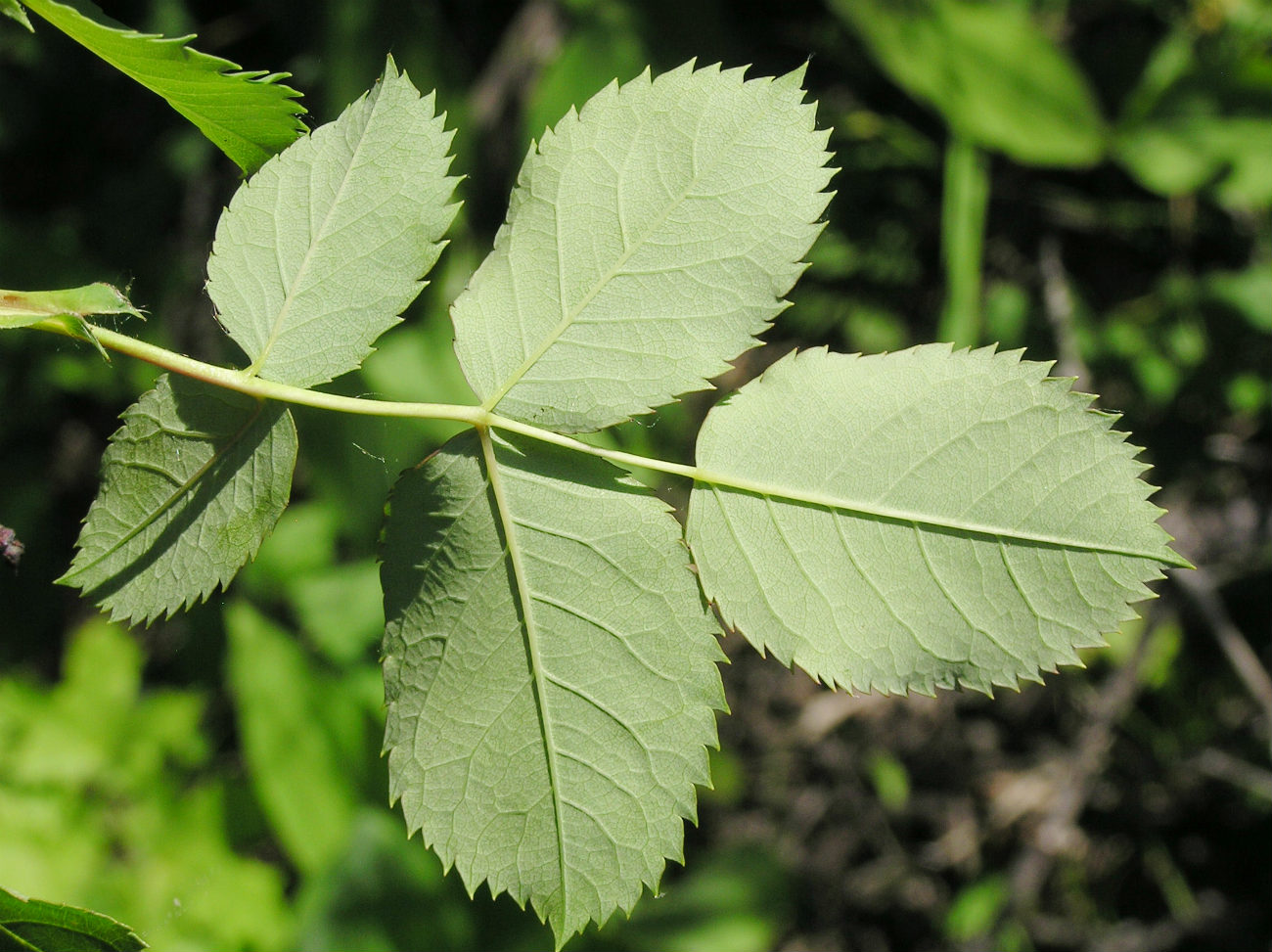 Image of Rosa subcanina specimen.