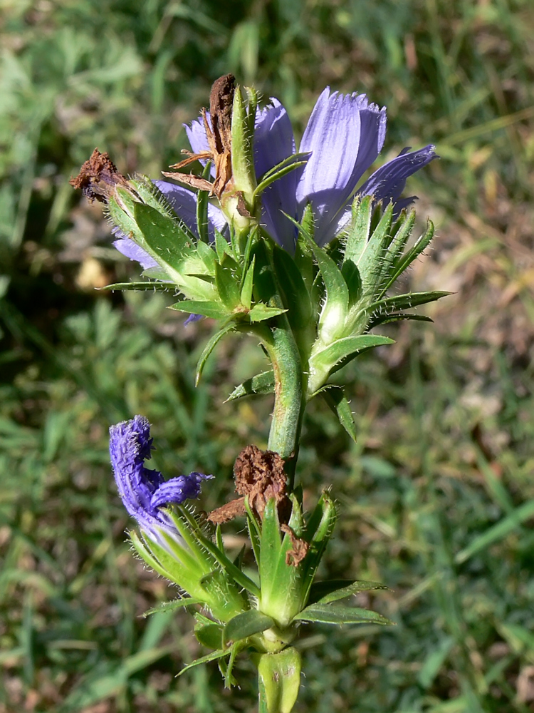 Image of Cichorium intybus specimen.