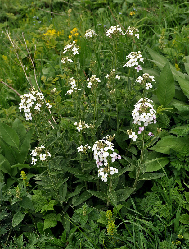 Image of Hesperis voronovii specimen.