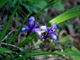 Iris ruthenica. Верхушки побегов с цветками. Иркутская обл., берег оз. Байкал, окр. пос. Большие Коты, сосново-лиственничный лес. 02.07.2015.