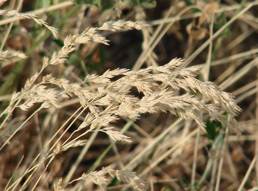 Image of Poa angustifolia specimen.