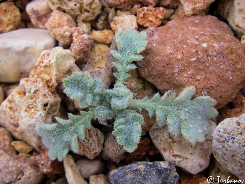 Изображение особи Glaucium flavum.
