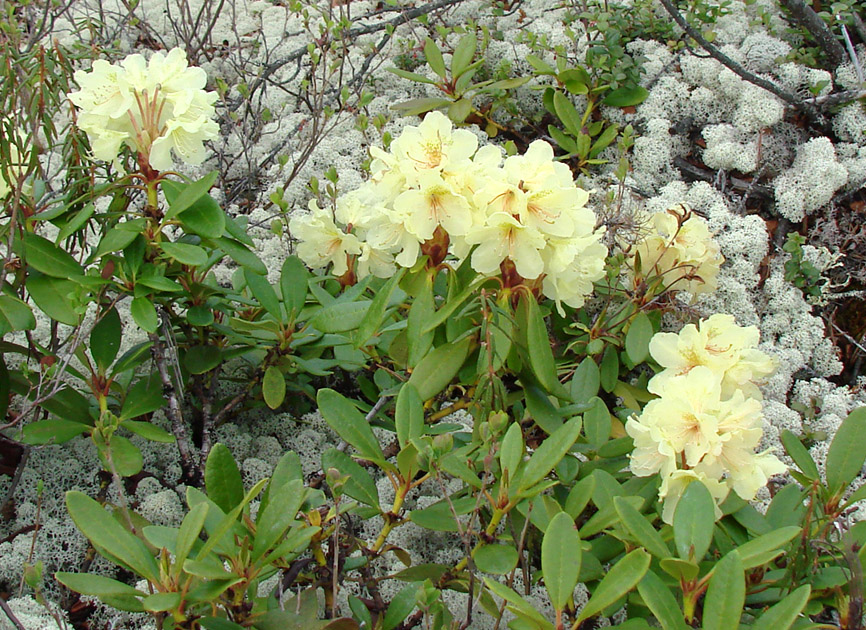 Image of Rhododendron aureum specimen.