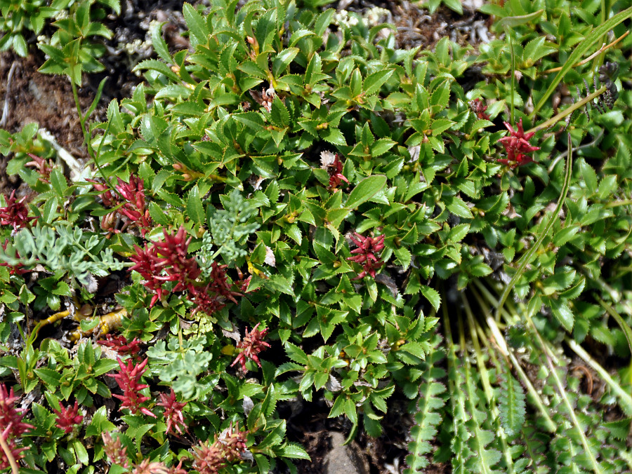 Image of Salix berberifolia specimen.