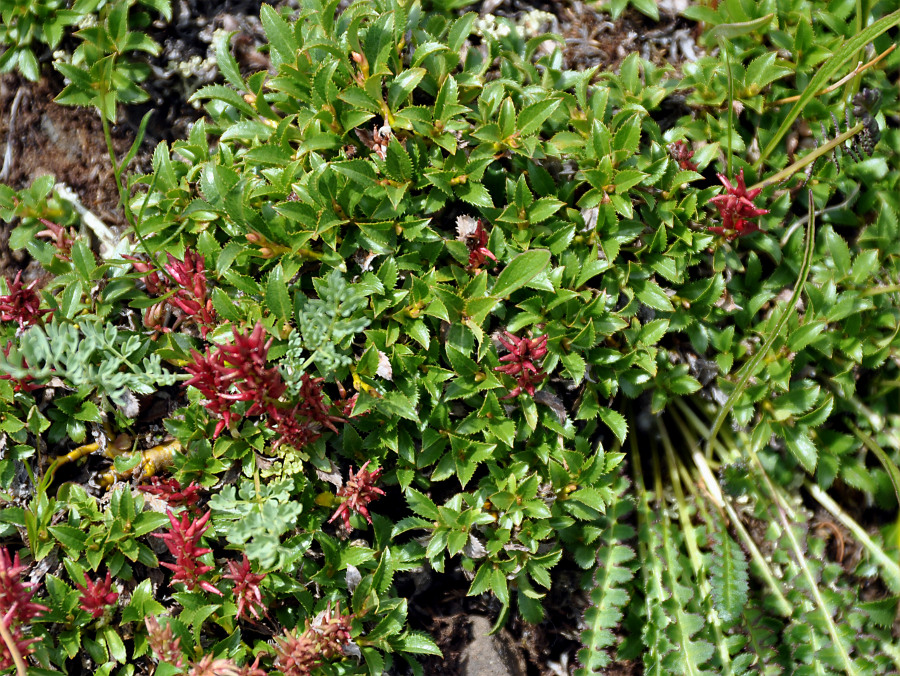 Изображение особи Salix berberifolia.