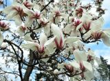 Magnolia cylindrica