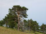 Pinus sylvestris