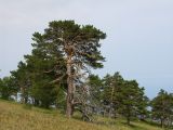 Pinus sylvestris. Взрослые деревья. Горный Крым, Никитская Яйла. 9 июля 2008 г.