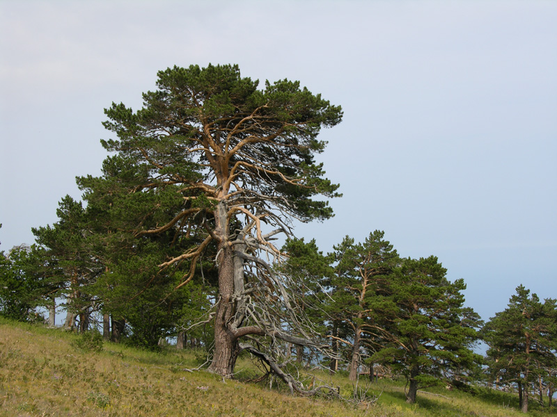 Изображение особи Pinus sylvestris.