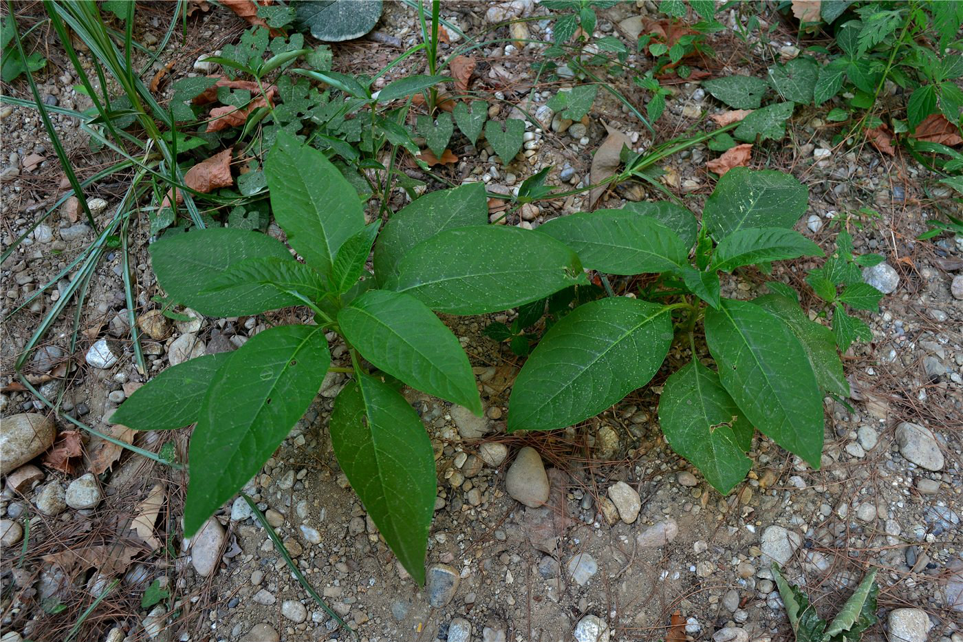 Изображение особи Phytolacca americana.