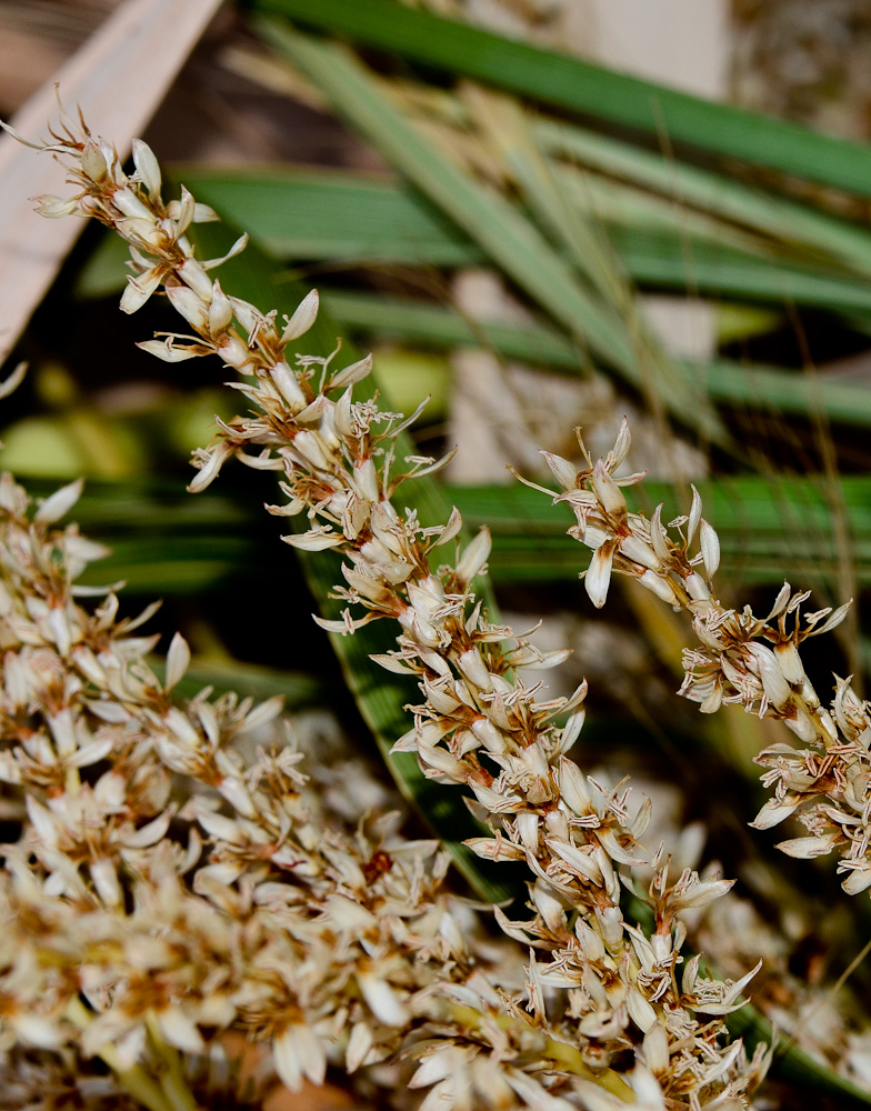 Image of Washingtonia robusta specimen.