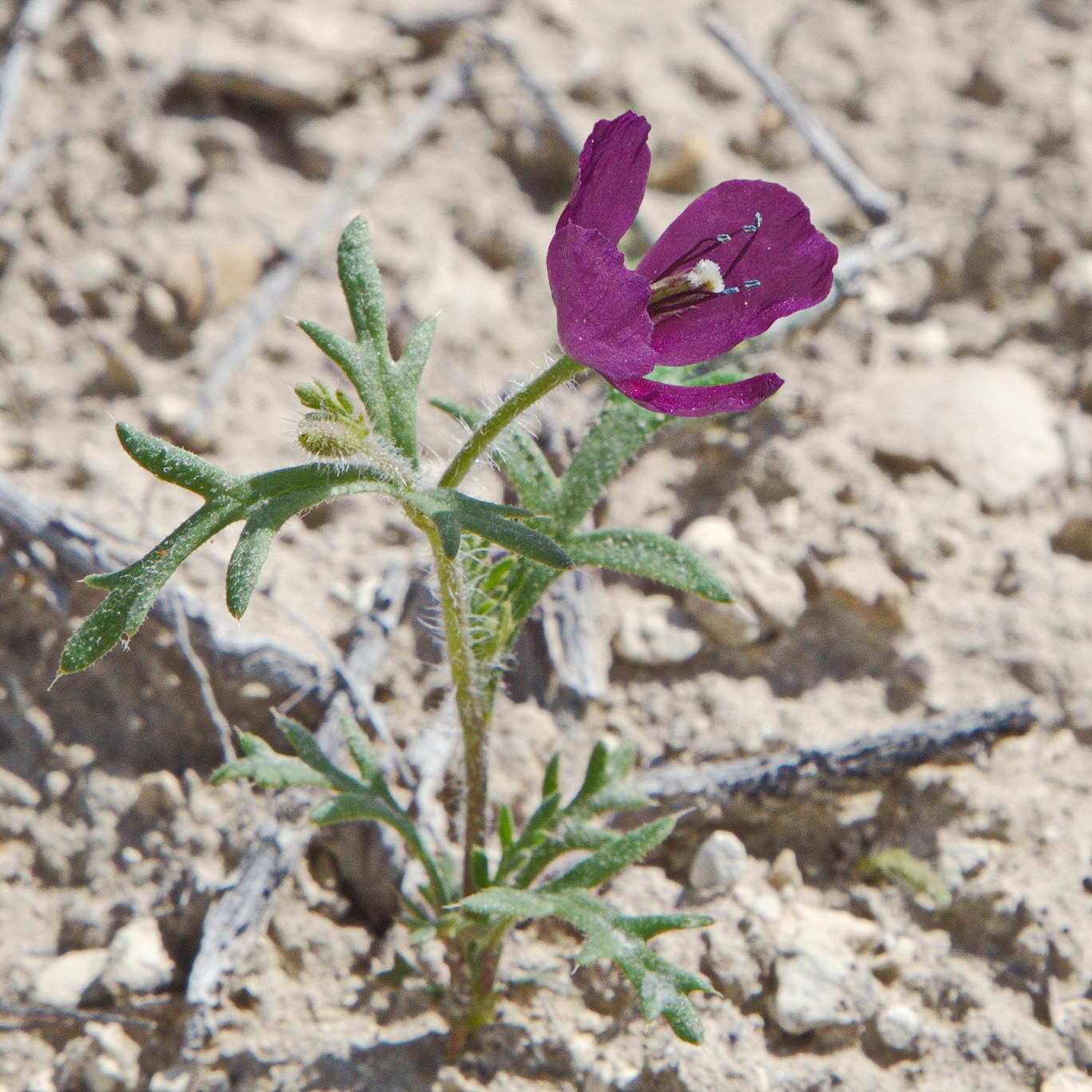 Image of Roemeria hybrida specimen.