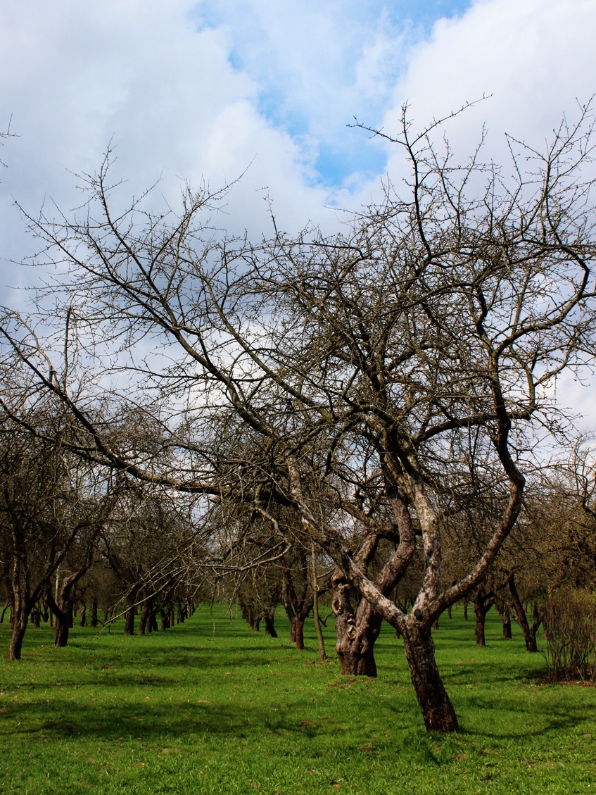 Изображение особи Malus domestica.