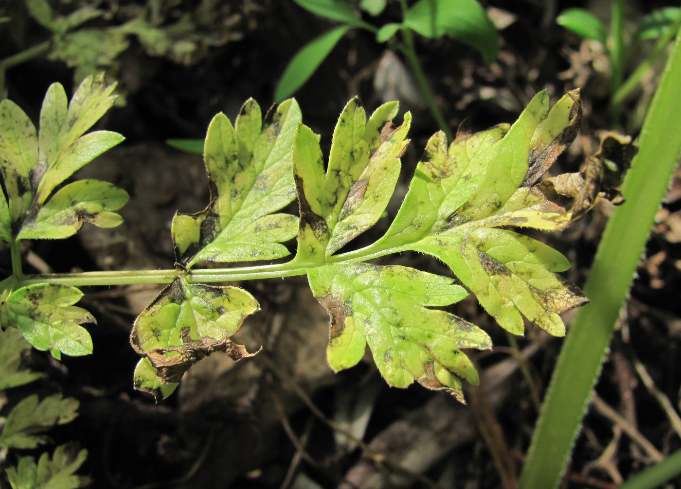 Image of Anthriscus sylvestris specimen.