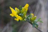 Chamaecytisus ruthenicus var. ssyreiszczikowii