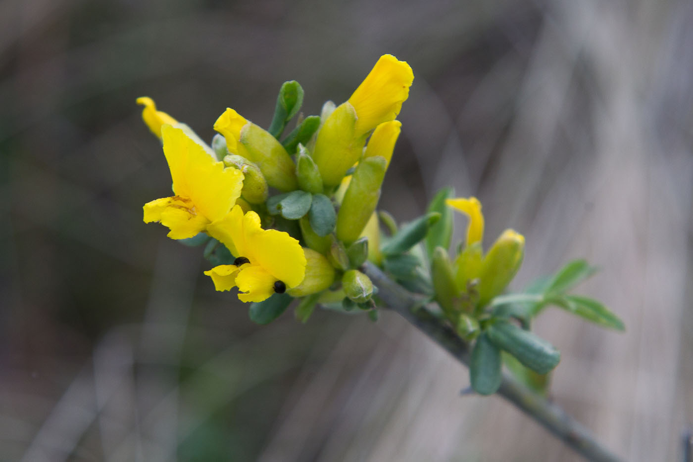 Image of Chamaecytisus ruthenicus var. ssyreiszczikowii specimen.