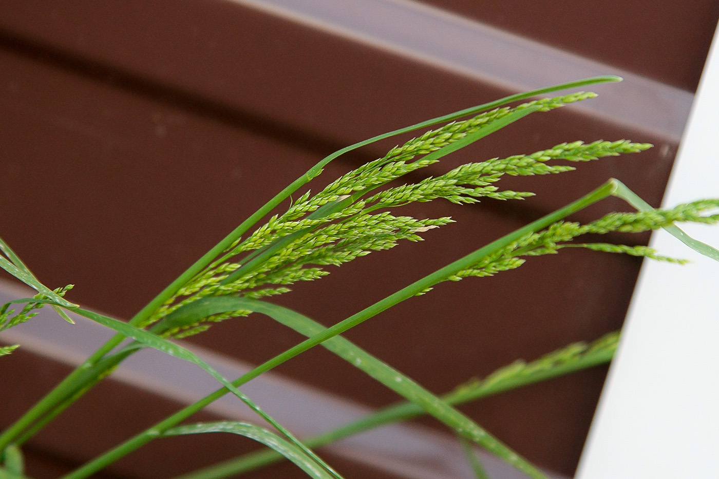 Изображение особи Poa pratensis.