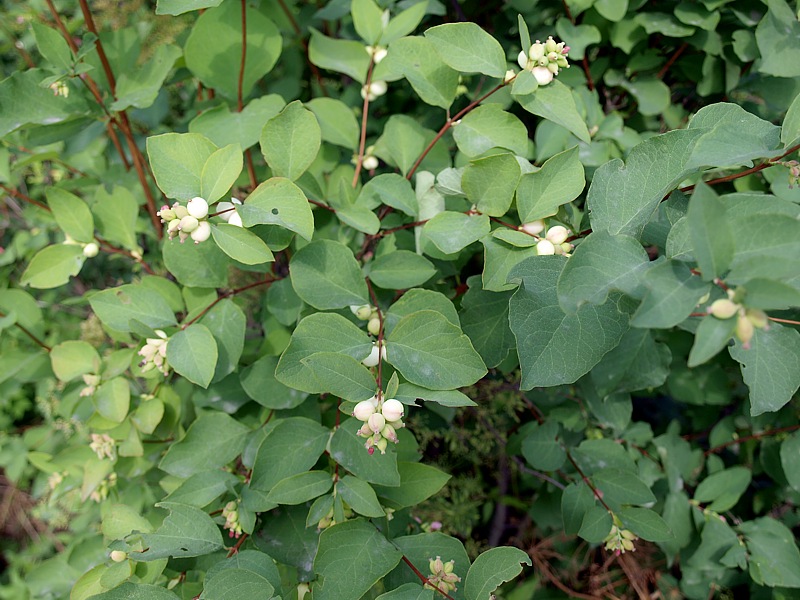 Image of Symphoricarpos albus var. laevigatus specimen.