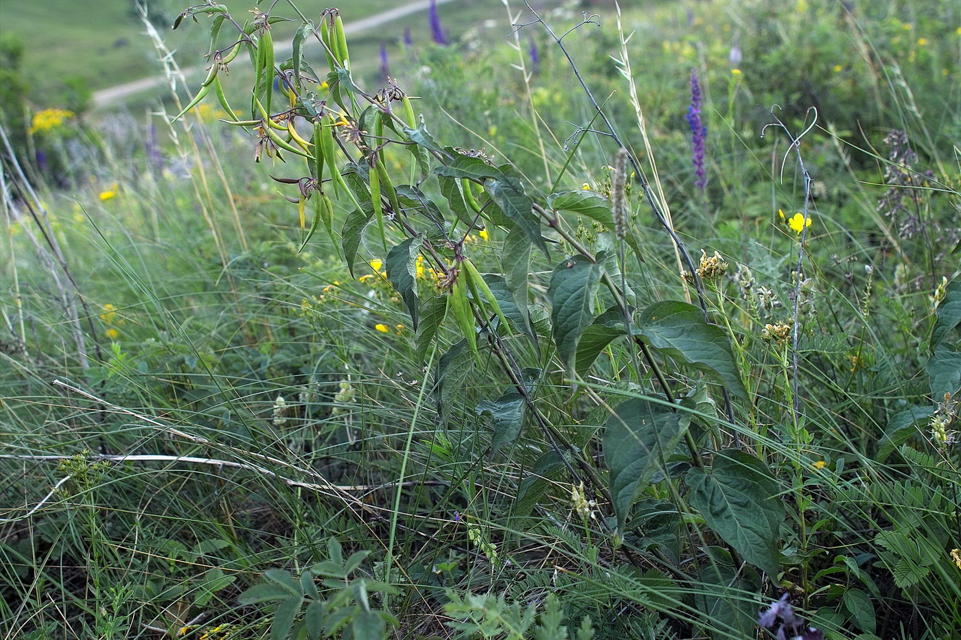 Изображение особи Vincetoxicum albovianum.