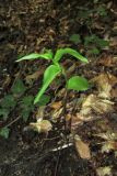 Epipactis persica