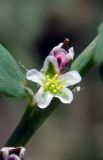Polygonum aviculare