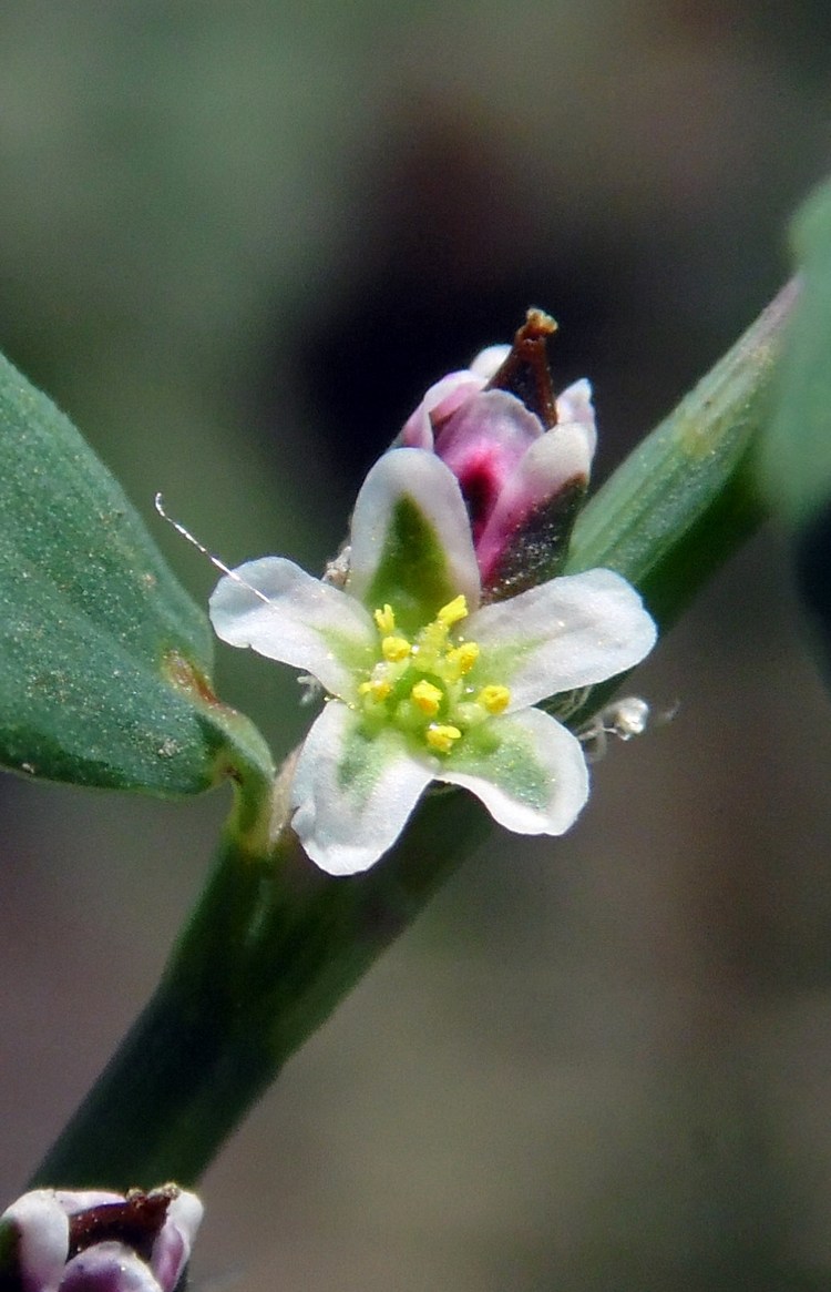 Изображение особи Polygonum aviculare.