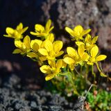 Saxifraga serpyllifolia