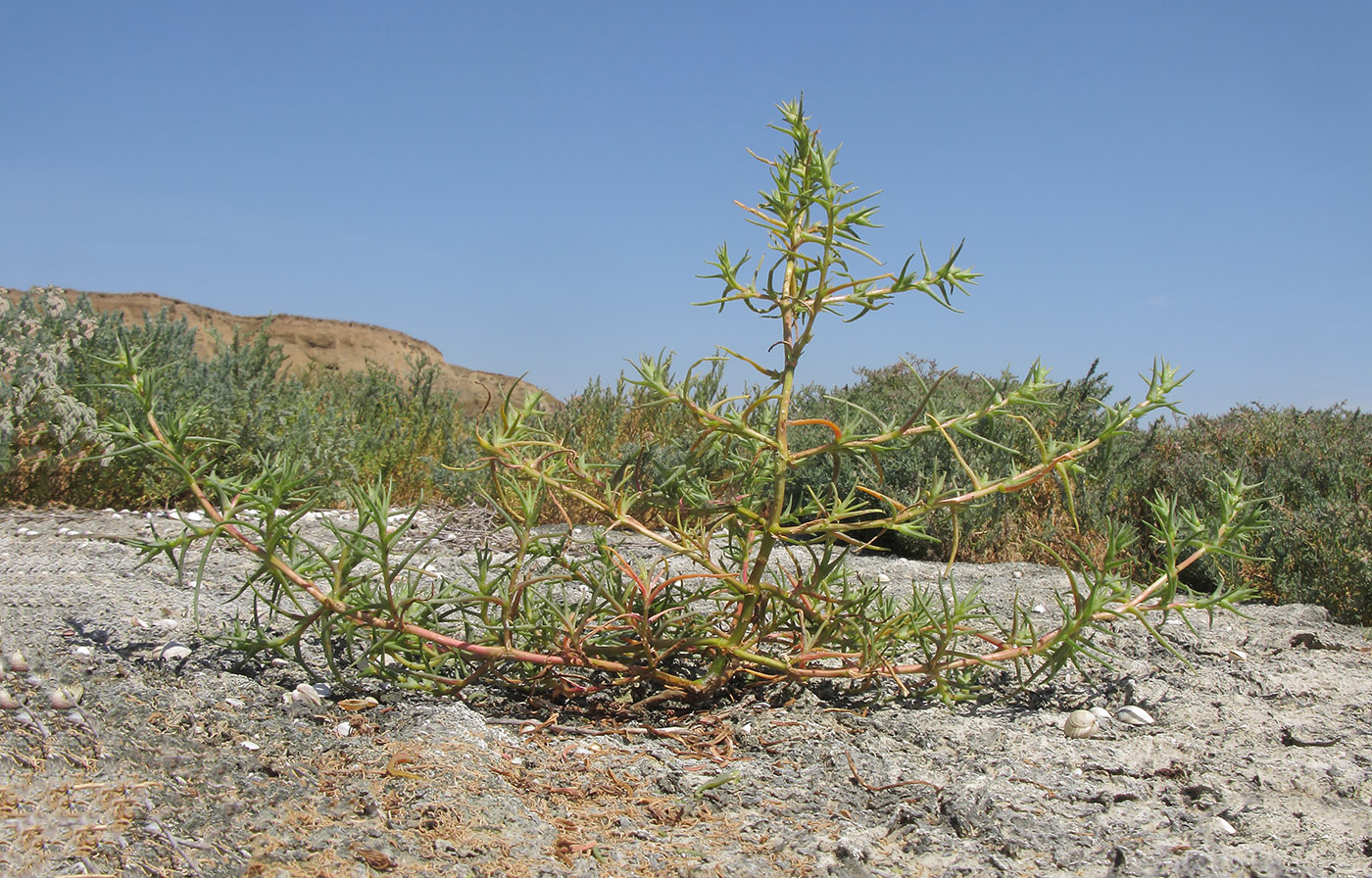 Image of Salsola soda specimen.