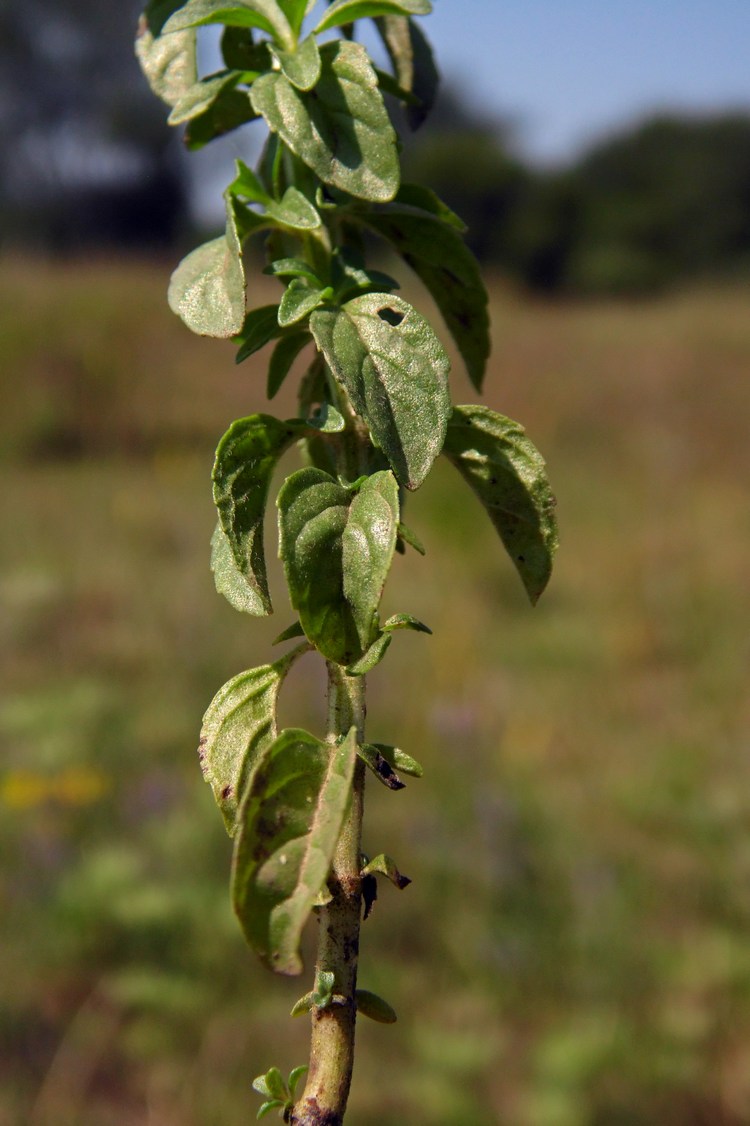 Изображение особи Mentha pulegium.