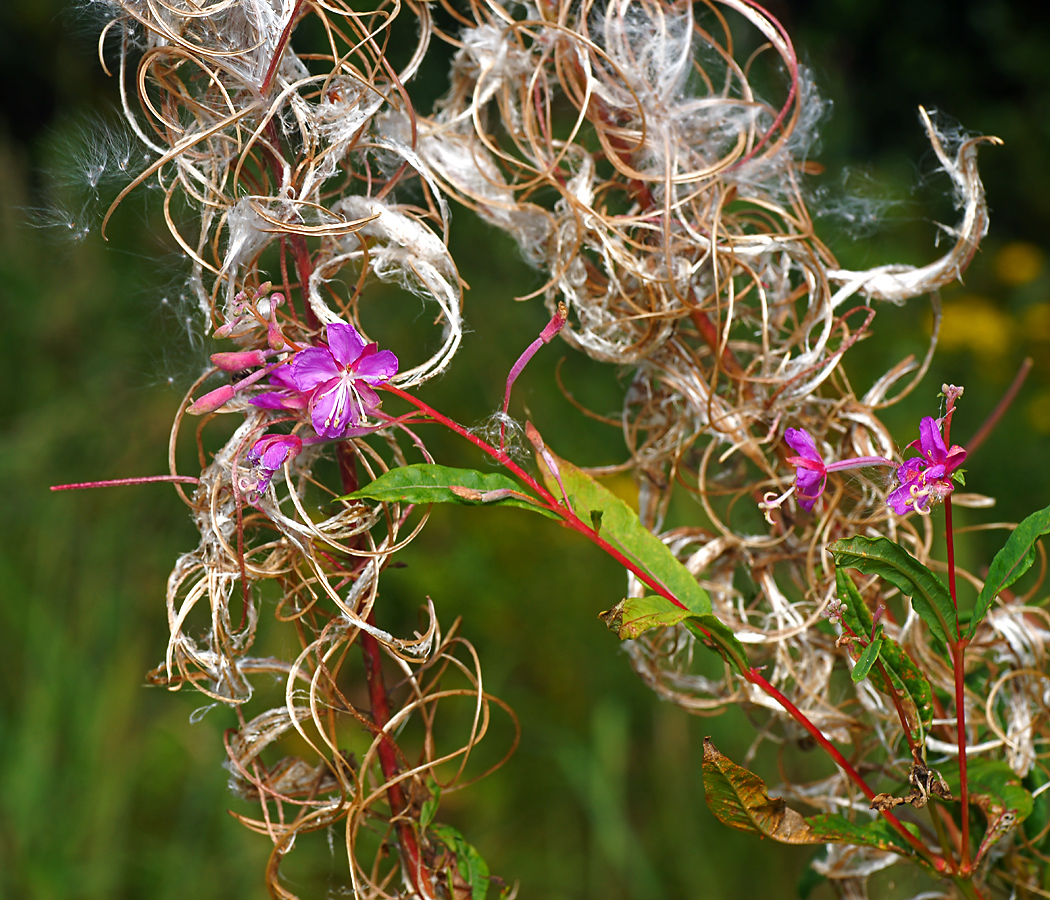 Image of Chamaenerion angustifolium specimen.