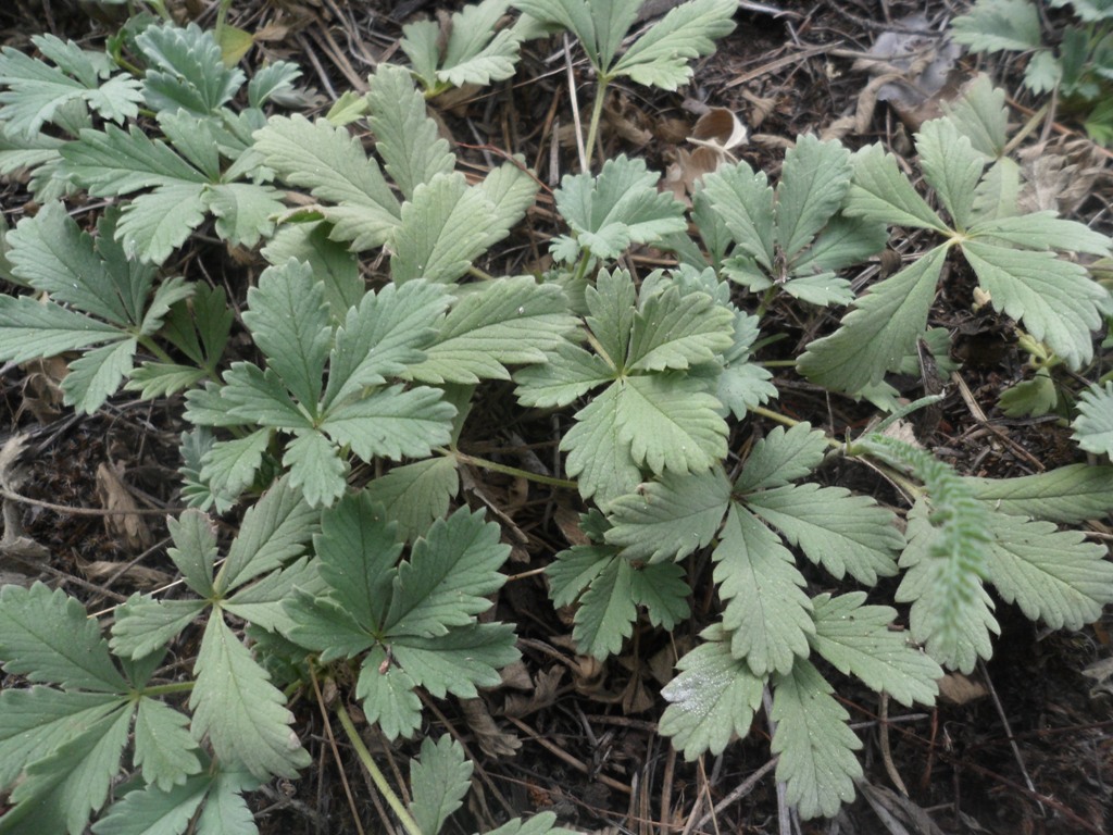 Image of Potentilla incana specimen.