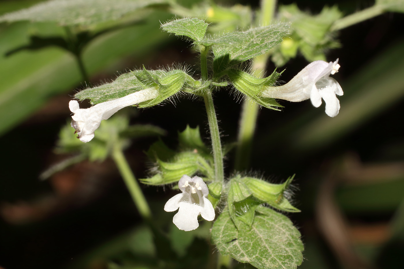 Изображение особи Melissa officinalis.