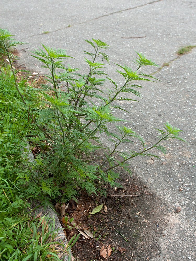 Изображение особи Ambrosia artemisiifolia.