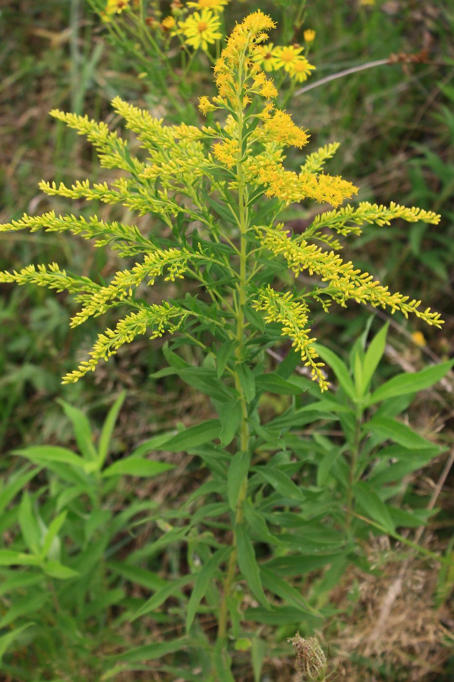 Изображение особи Solidago canadensis.