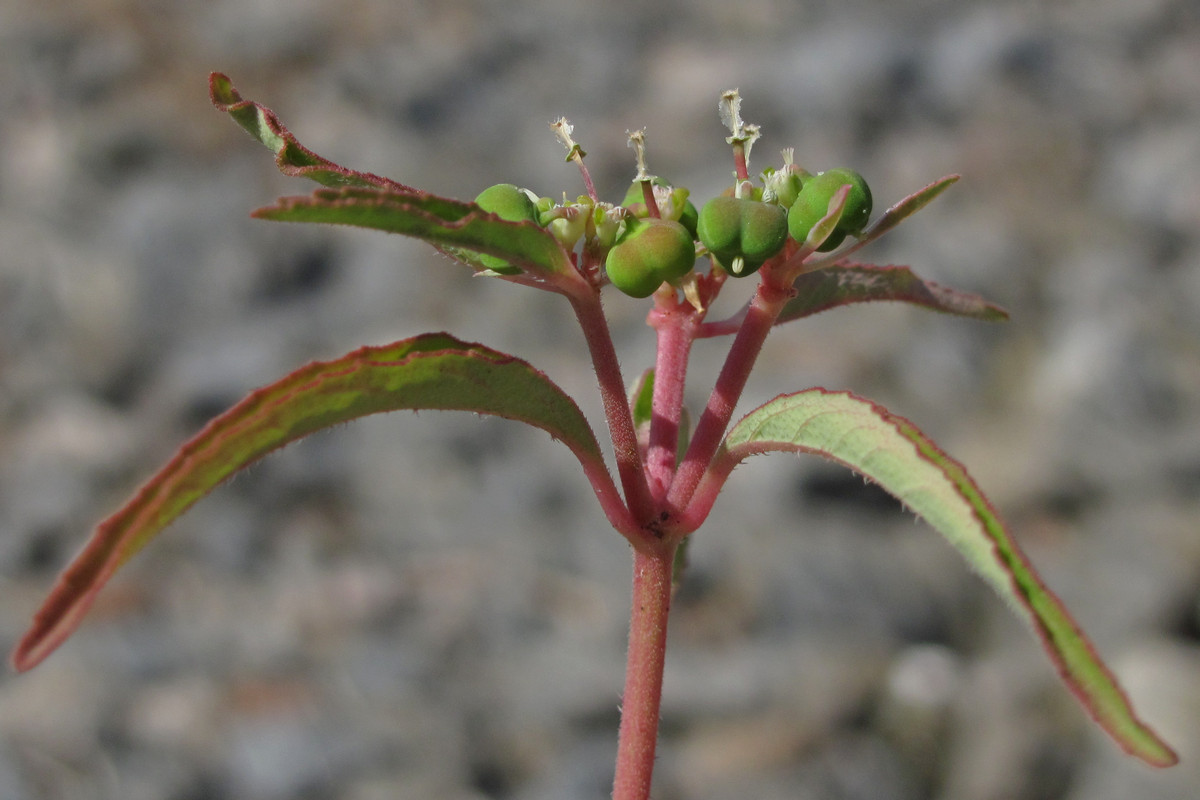 Image of Euphorbia davidii specimen.