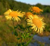 Inula britannica. Верхушка цветущего растения. Подмосковье, окр. г. Одинцово, разнотравный луг. Сентябрь 2016 г.