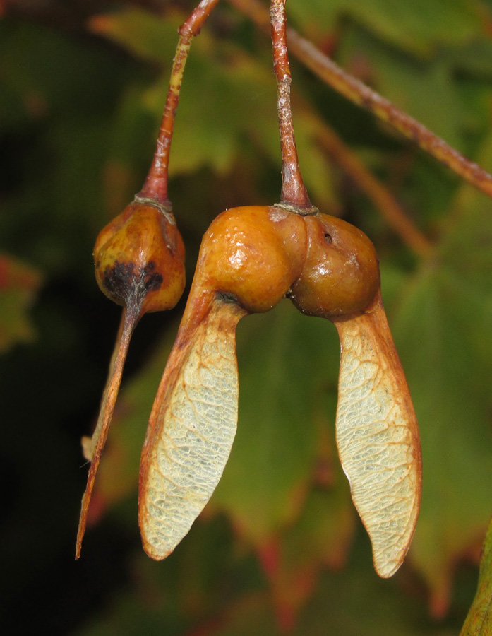 Image of Acer stevenii specimen.