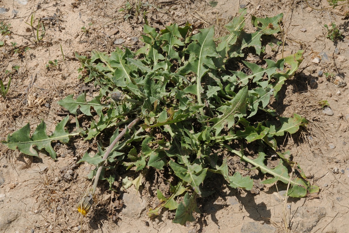 Изображение особи Taraxacum turcomanicum.