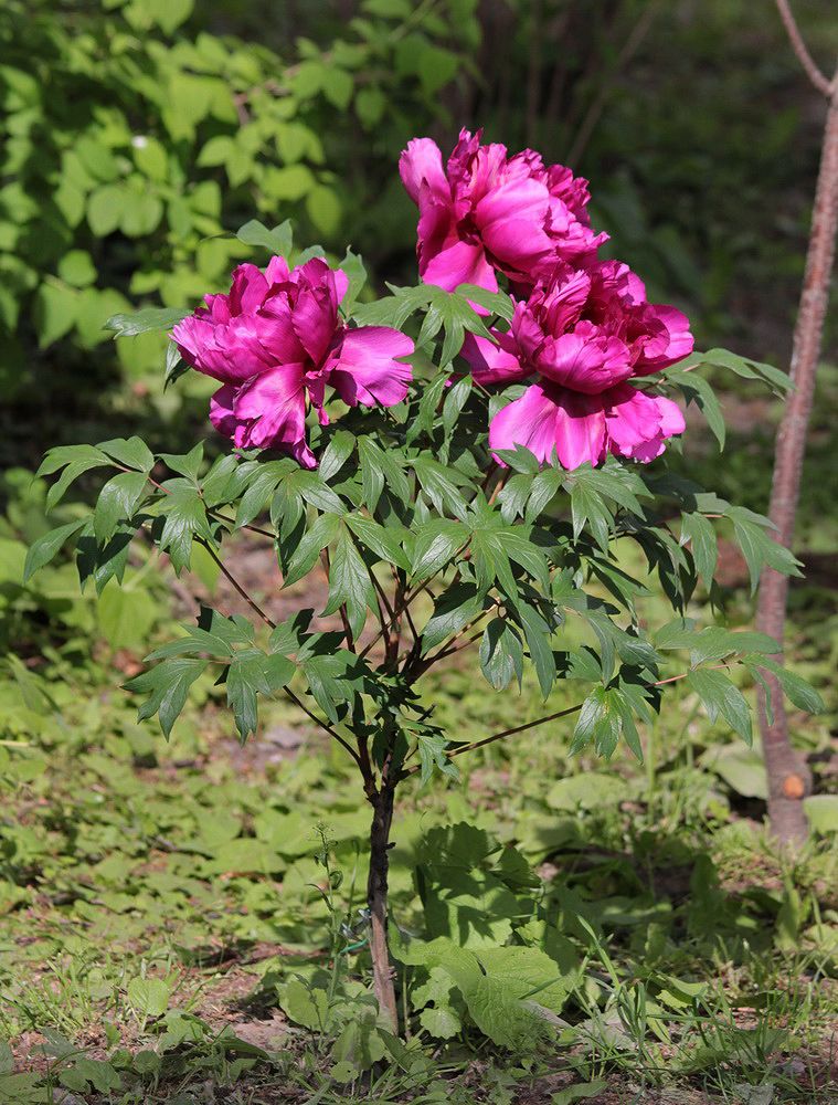 Изображение особи Paeonia suffruticosa.