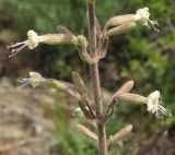 Silene viscosa