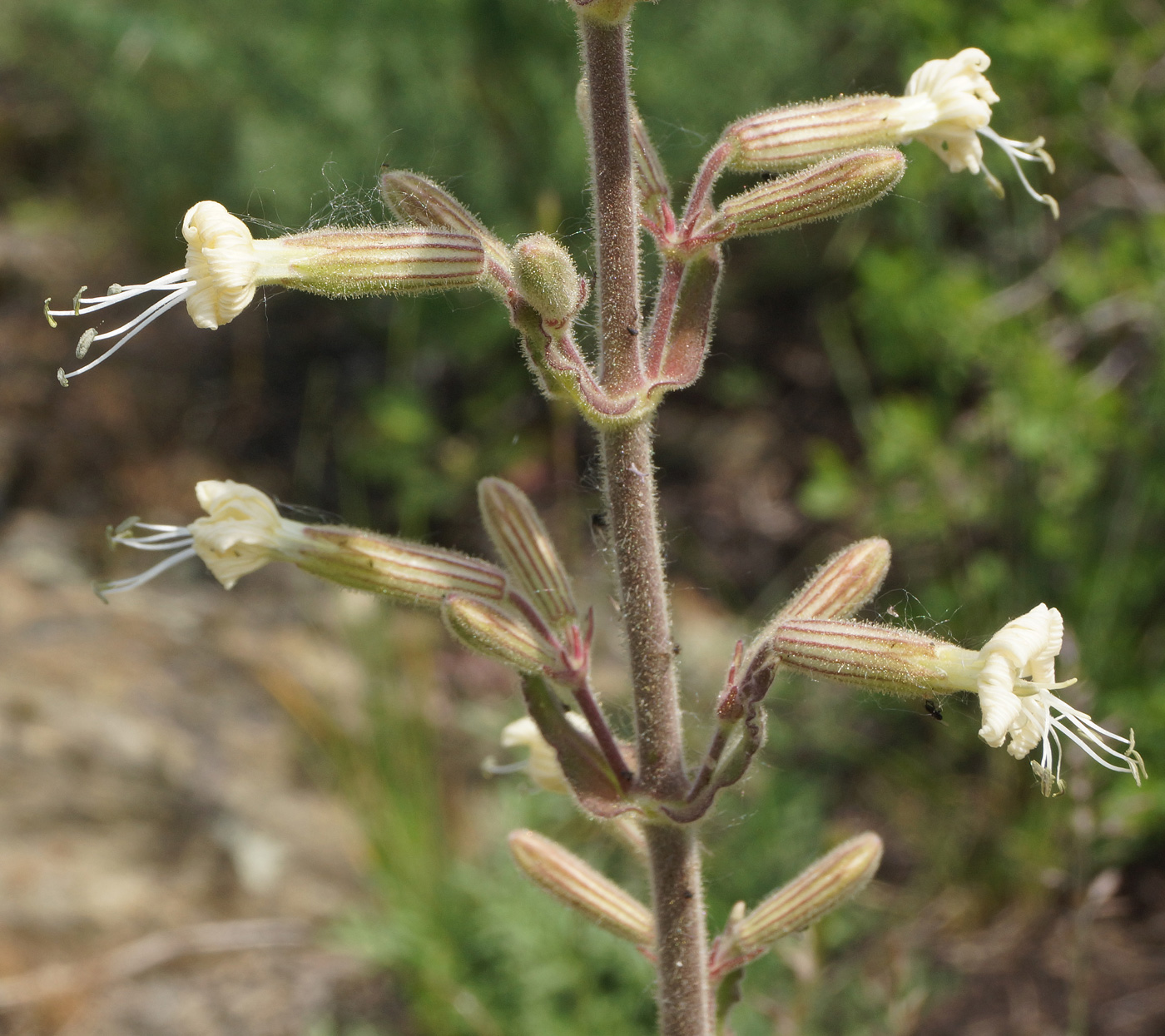 Изображение особи Silene viscosa.