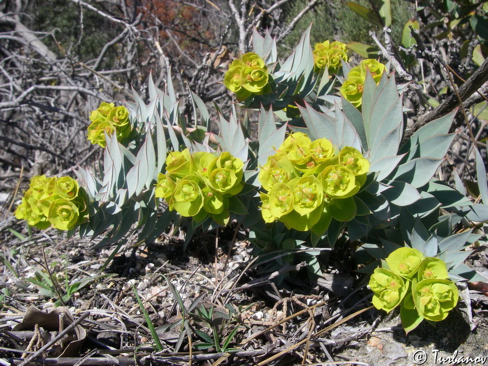 Изображение особи Euphorbia rigida.