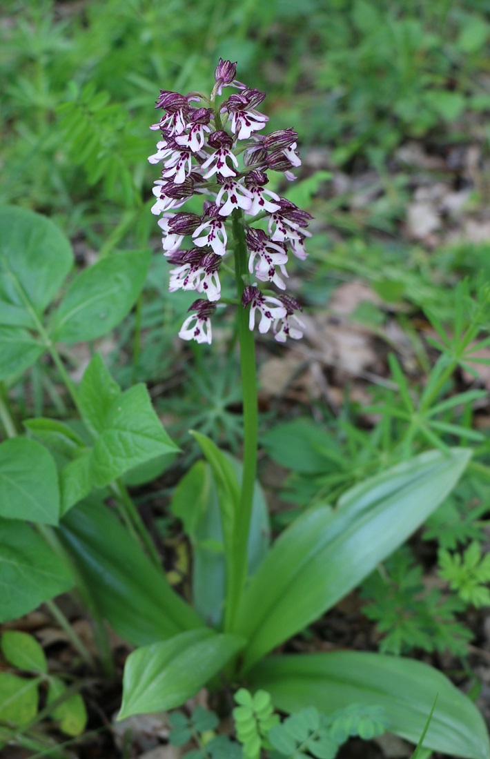 Image of Orchis purpurea ssp. caucasica specimen.