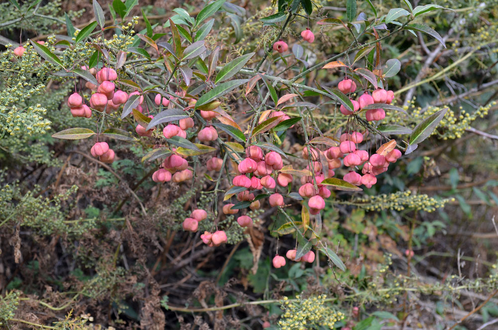 Изображение особи Euonymus semenovii.