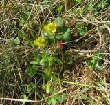genus Ranunculus. Цветущее растение. Красноярский край, Таймырский Долгано-Ненецкий муниципальный р-н, п-ов Хара-Тумус, мыс Косистый, заболоченная тундра. 19.07.2015.