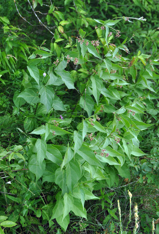 Image of Vincetoxicum scandens specimen.