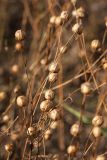 Linum usitatissimum. Верхушки высохших плодоносящих растений (сорт 'Лирика'). Беларусь, Витебская обл., Городокский р-н, окр. пос. Малашенки, в культуре на поле. 17.08.2016.